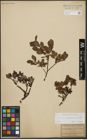 Foto von Salix waldsteiniana Willd.